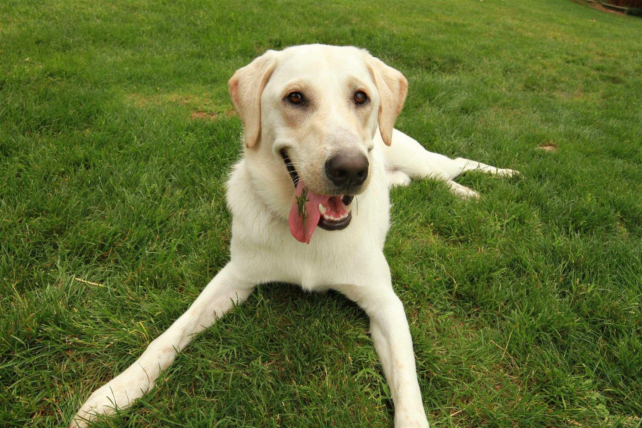 Pen Vet app about us dog